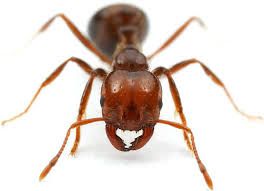 Foto 1 do Conto erotico: gozando com as formigas