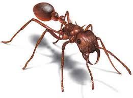 Foto 2 do Conto erotico: gozando com as formigas