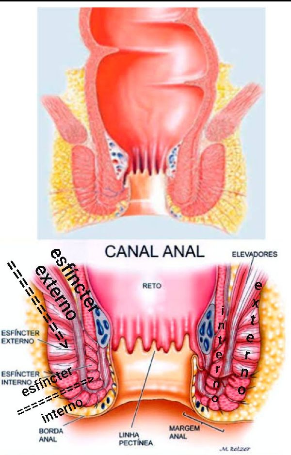 Foto 1 do Conto erotico: SEXO ANAL SÓ É PRAZEROSO SE FOR BEM FEITO