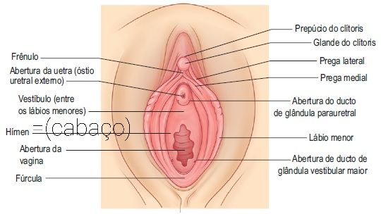 Foto 2 do Conto erotico: Perder a virgindade (HÍMEM = CABAÇO), dói?