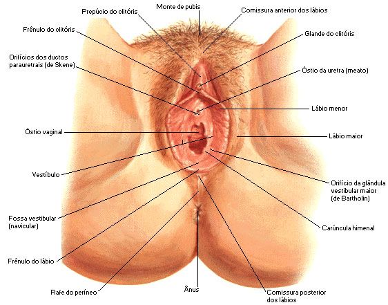 Foto 3 do Conto erotico: Perder a virgindade (HÍMEM = CABAÇO), dói?