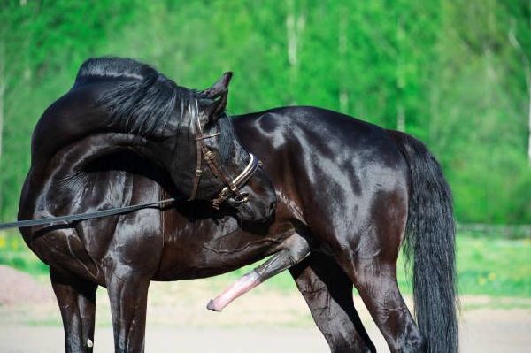 Foto 1 do Conto erotico: PARTE 4 - CARALHO TIO, NEM MONTAR A CAVALO, EU SEI