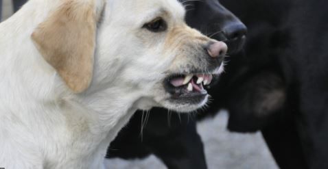 Foto 1 do Conto erotico: COMENDO A CASADA COROA E OS CACHORROS LATINDO