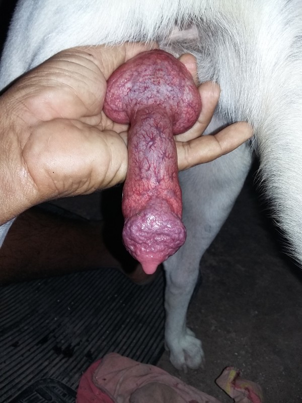 Foto 2 do Conto erotico: Sexo com rex dog branco e preto de meu vizinho