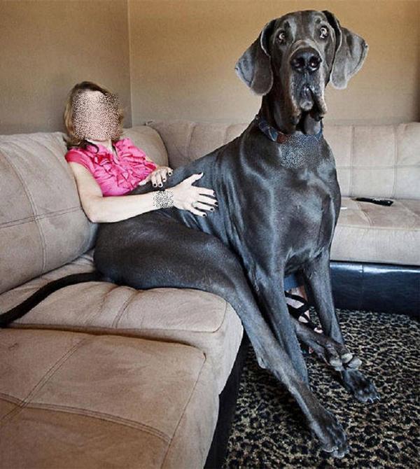 Foto 1 do Conto erotico: Hércules, meu dog alemão 1ªparte