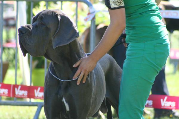 Foto 4 do Conto erotico: Hércules, meu dog alemão 1ªparte