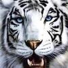 Foto Perfil whitetiger