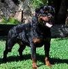 Foto Perfil rottweiller